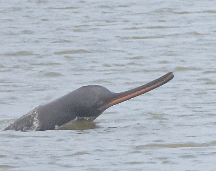 Dolphin Observatory